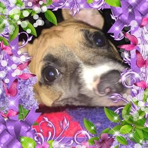 Meet your Posher, Tracy